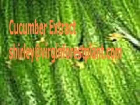 Cucumber Extract (Shirley At Virginforestplant Dot Com)